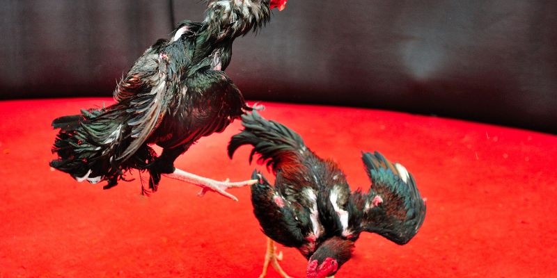 Discover the Art of Creating Fighting Cocks – The Secret to Taking Your Fighting Body to a New Level